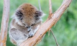 Featured image of post Victoria动物园打卡之Healesville Sanctuary